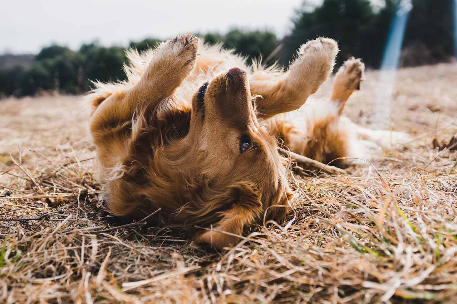 Anna-Maria Svedberg förstÄr hundar