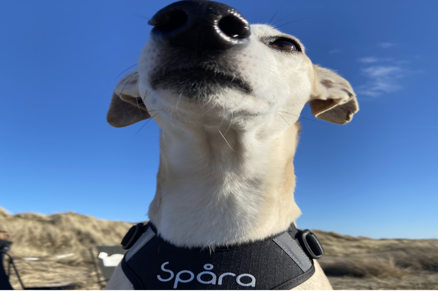 Julklappar mellan MÀnniska och Hund - En oemotstÄndlig kÀrleksförklaring