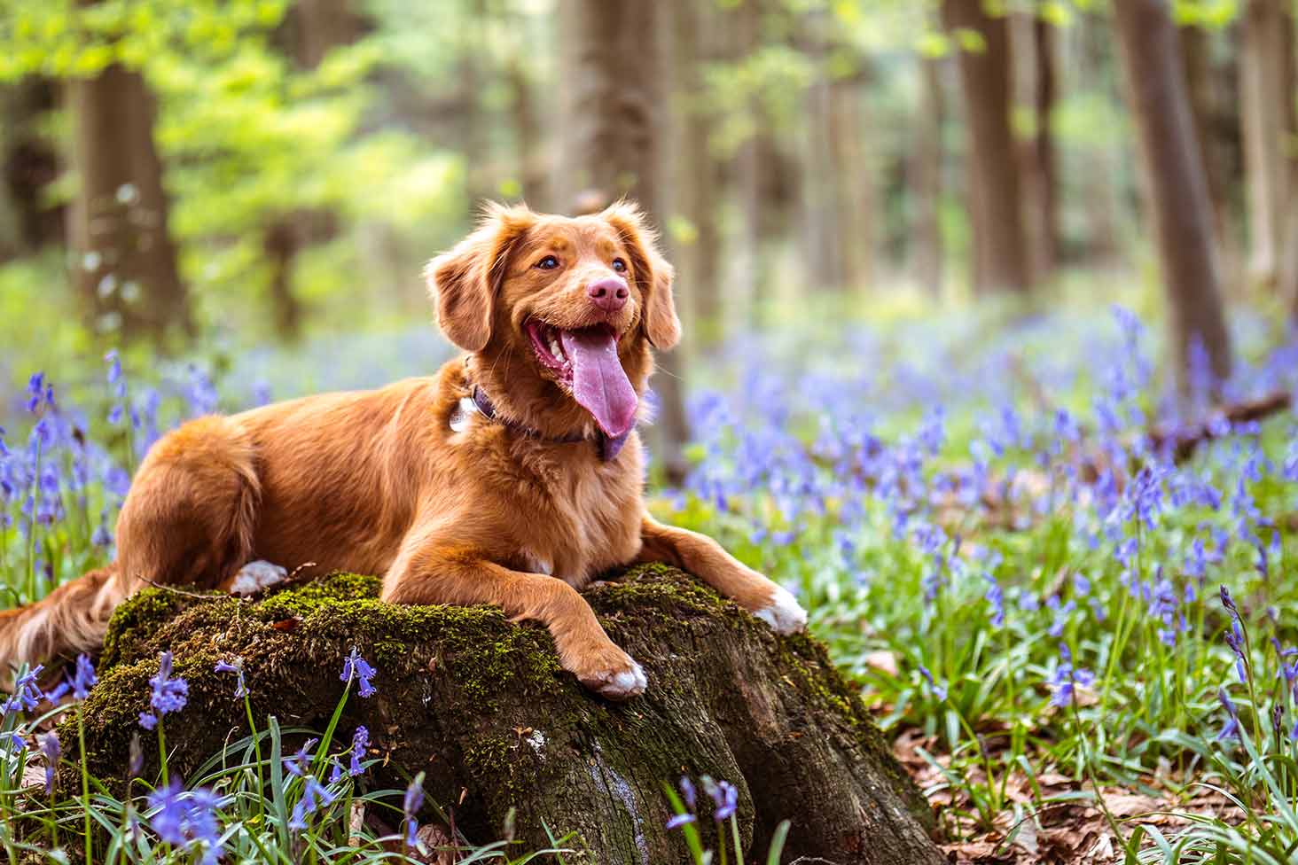 Varför springer hundar bort?