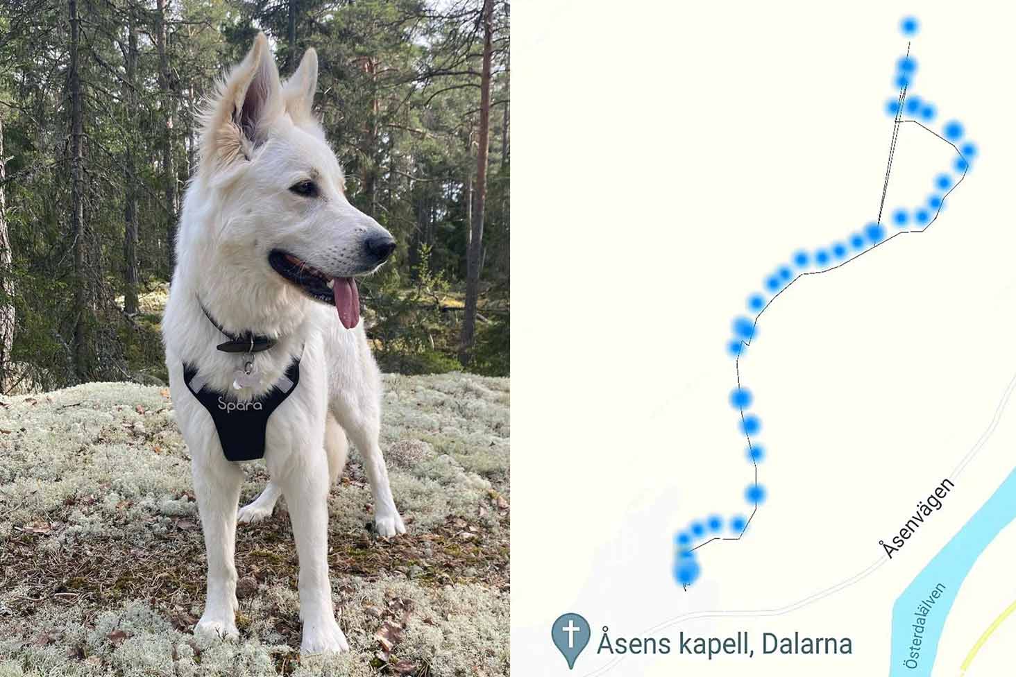 Om hunden springer bort!