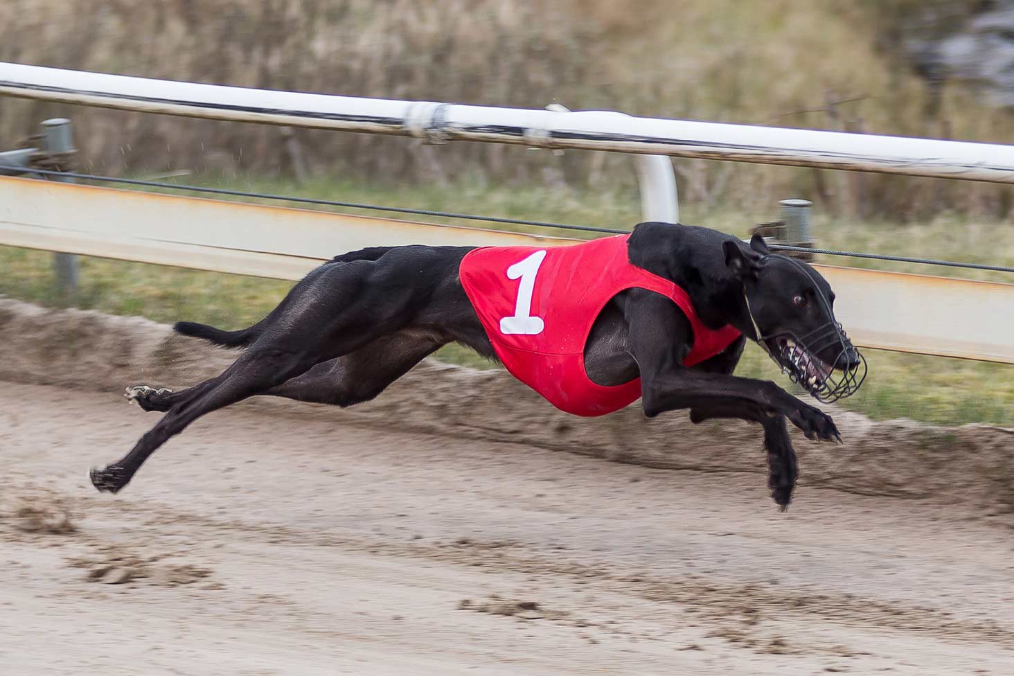 SM i hundkapplöpning - hundsport pÄ djurens villkor