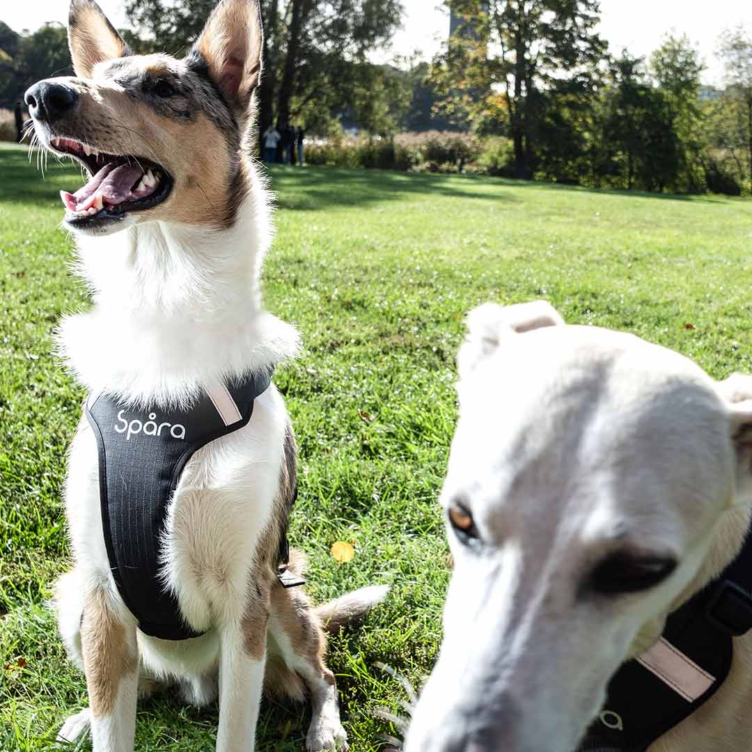 Spåra Hund | Prenumeration