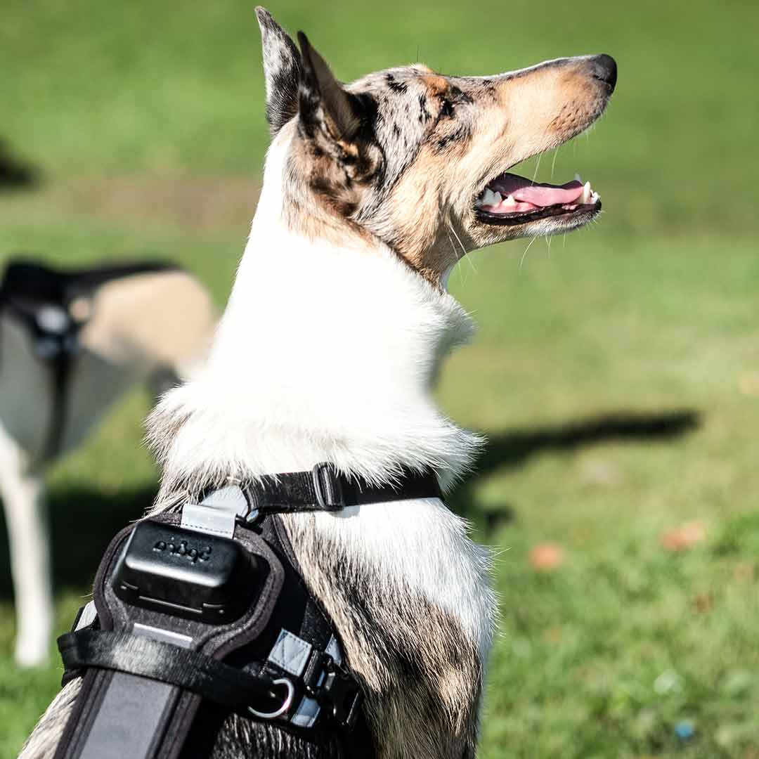 Spåra Hund | Prenumeration