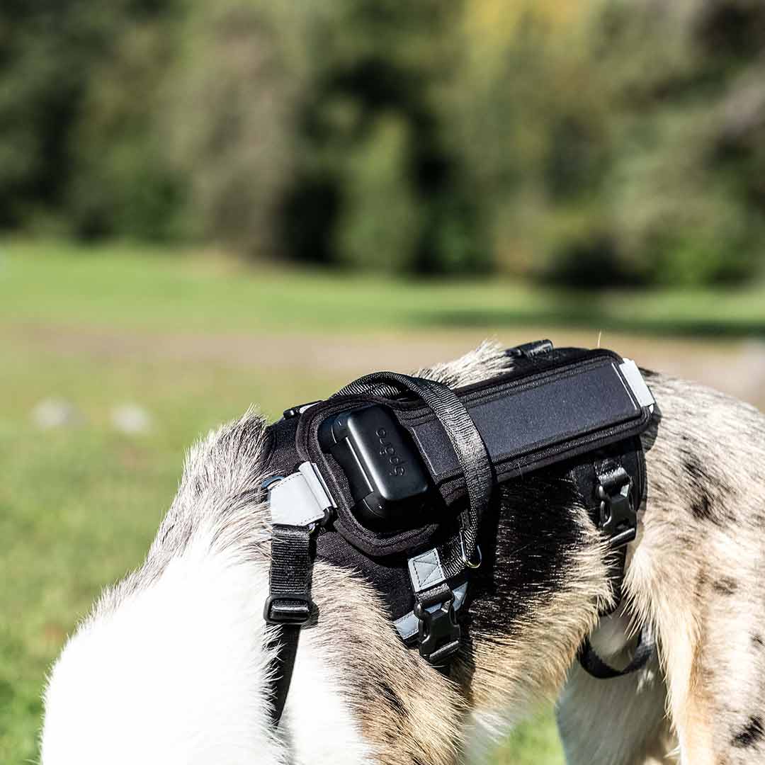 Spåra Hund | Prenumeration