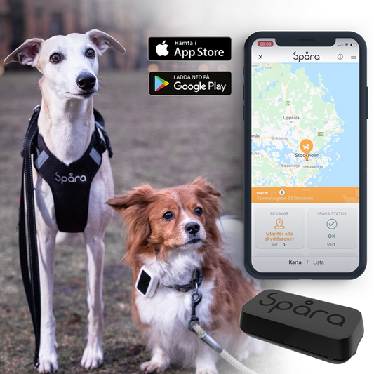 SpÄra Hund | Köp | 1 Är | Discount