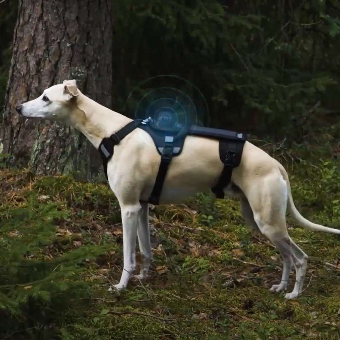 Spåra Hund | Köp | 1 år | Discount