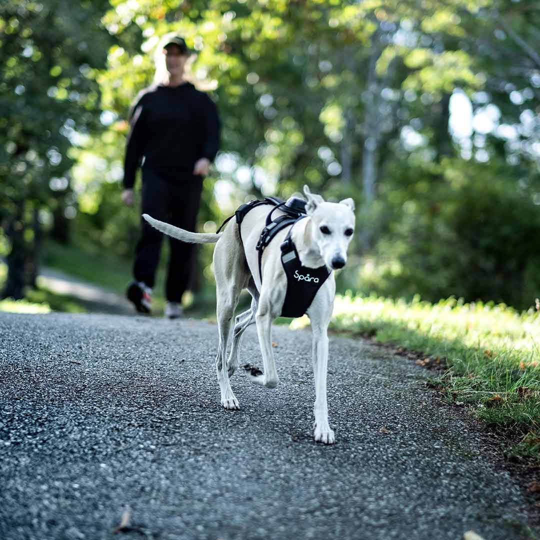 Spåra Hund | Köp | 1 år | Discount